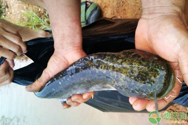 鲶鱼的养殖方法和注意事项-图片版权归惠农网所有