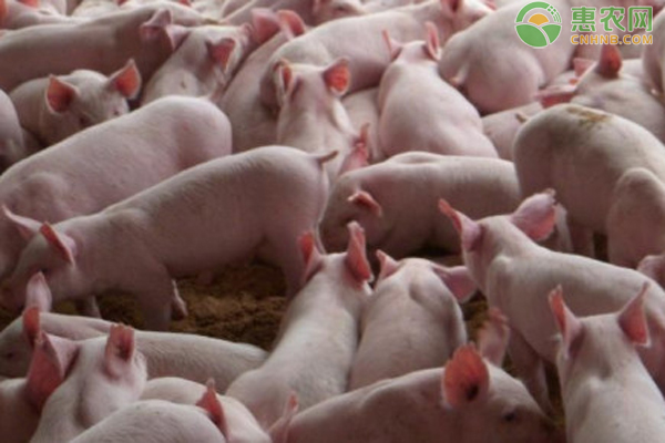 仔猪副伤寒的预防及治疗-图片版权归惠农网所有