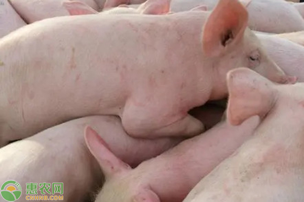 仔猪副伤寒的预防及治疗-图片版权归惠农网所有