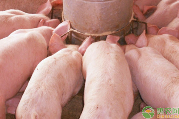 仔猪副伤寒的预防及治疗-图片版权归惠农网所有