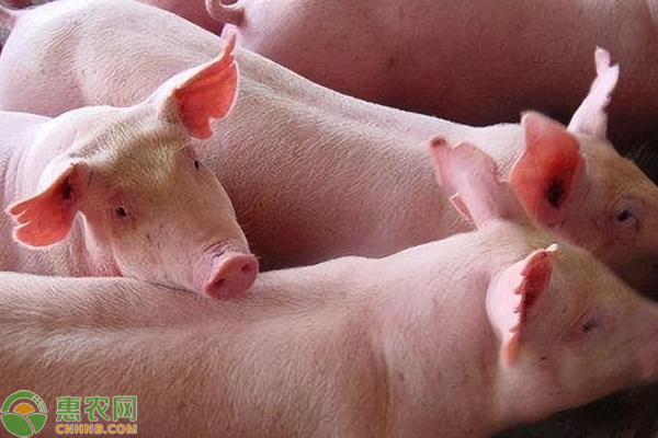 仔猪黄白痢是怎么引起的？如何防治？-图片版权归惠农网所有
