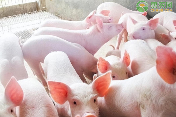 仔猪黄白痢是怎么引起的？如何防治？-图片版权归惠农网所有