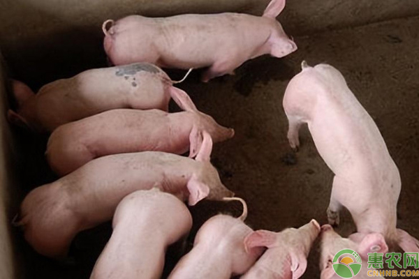 仔猪黄白痢是怎么引起的？如何防治？-图片版权归惠农网所有