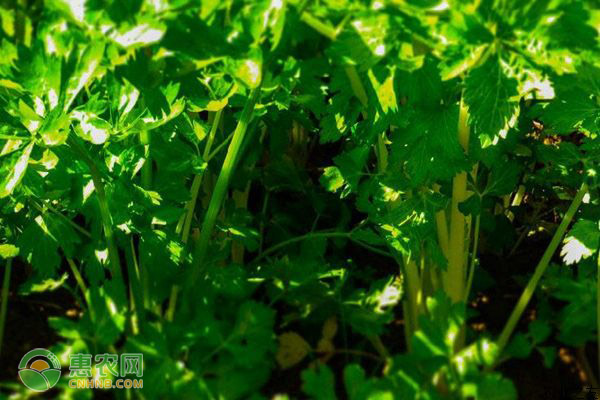 芹菜怎么种植？-图片版权归惠农网所有