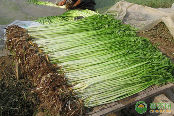 香芹的种植方法和时间-图片版权归惠农网所有