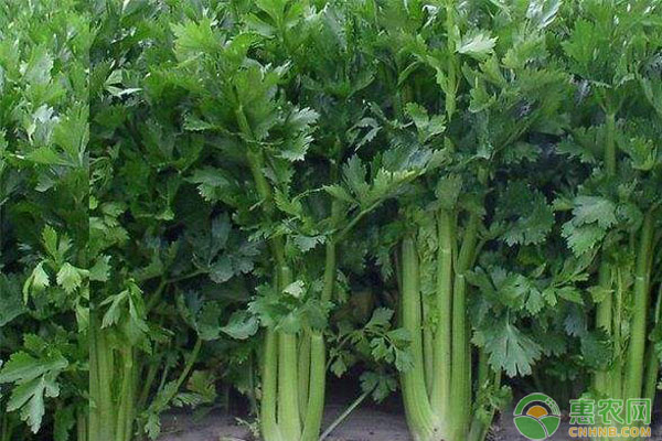 种植芹菜的正确方法-图片版权归惠农网所有