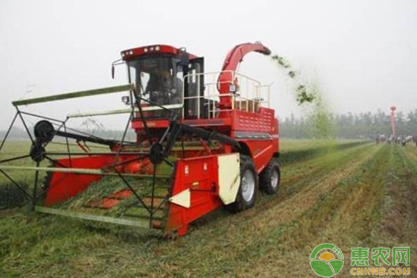 如何识别青储饲料的质量？畜禽喂养青储饲料的方法-图片版权归惠农网所有