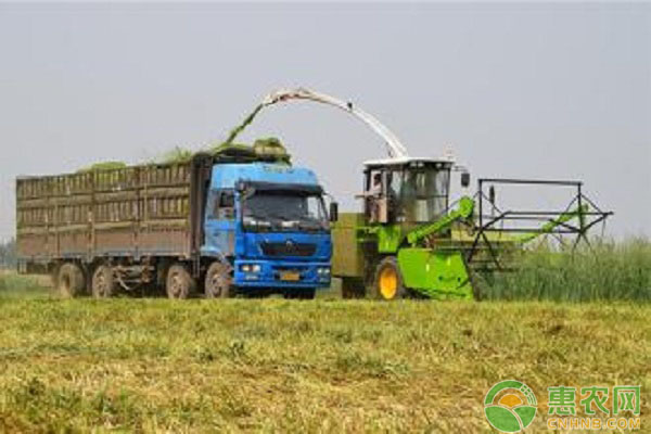 如何识别青储饲料的质量？畜禽喂养青储饲料的方法-图片版权归惠农网所有