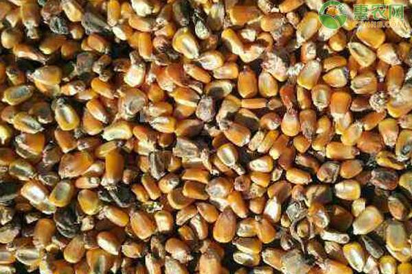 饲料的防霉与去霉措施-图片版权归惠农网所有