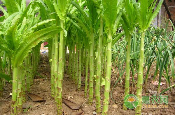 莴苣怎么栽培？莴苣高产栽培技术-图片版权归惠农网所有