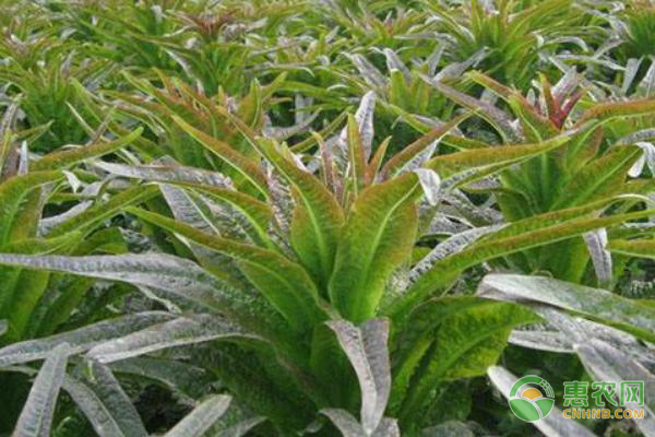 莴苣怎么种植和管理？-图片版权归惠农网所有