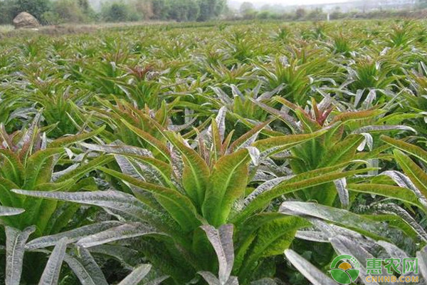 莴苣种植的时间和方法-图片版权归惠农网所有