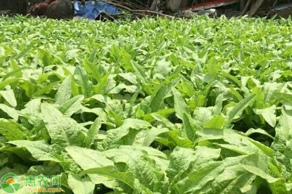 莴苣种植的时间和方法-图片版权归惠农网所有