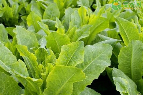 莴苣种植的时间和方法-图片版权归惠农网所有