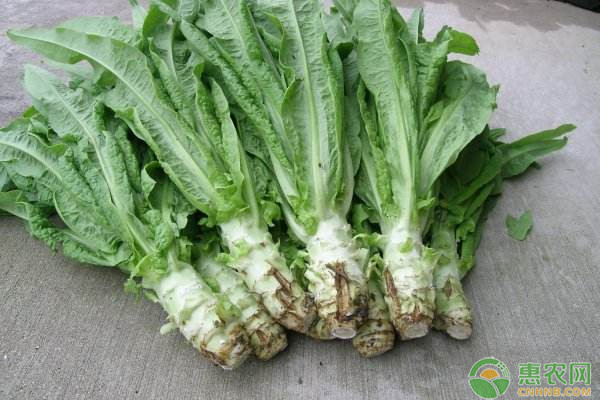 莴苣科学施肥指导意见-图片版权归惠农网所有