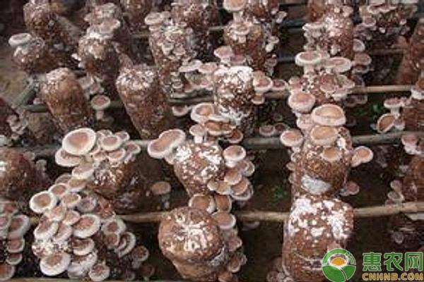 食用菌设备有哪些？-图片版权归惠农网所有