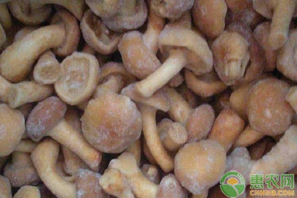 食用菌设备有哪些？-图片版权归惠农网所有