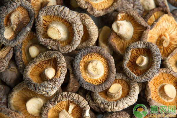 食用菌设备有哪些？-图片版权归惠农网所有