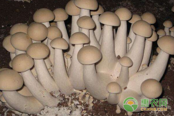 食用菌如何正确采摘？食用菌采摘的新技术-图片版权归惠农网所有