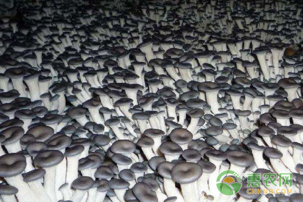 食用菌如何正确采摘？食用菌采摘的新技术-图片版权归惠农网所有