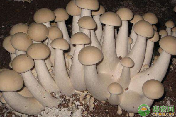 食用菌养料配置、温度控制、水分等环境稳定管理措施-图片版权归惠农网所有