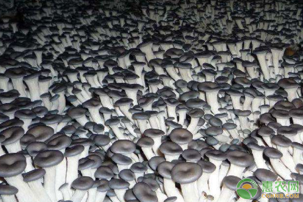 食用菌养料配置、温度控制、水分等环境稳定管理措施-图片版权归惠农网所有