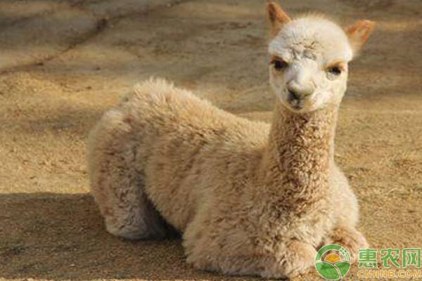 羊驼养殖技巧及注意事项 羊驼养殖技巧及注意事项-图片版权归惠农网所有