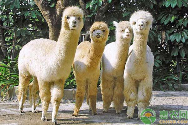 羊驼养殖技巧及注意事项 羊驼养殖技巧及注意事项-图片版权归惠农网所有