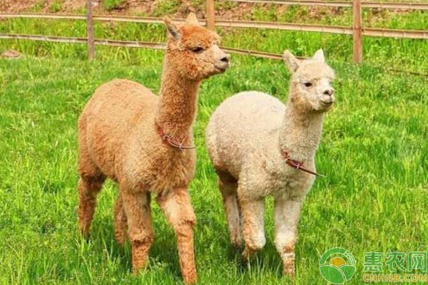 羊驼养殖技巧及注意事项 羊驼养殖技巧及注意事项-图片版权归惠农网所有