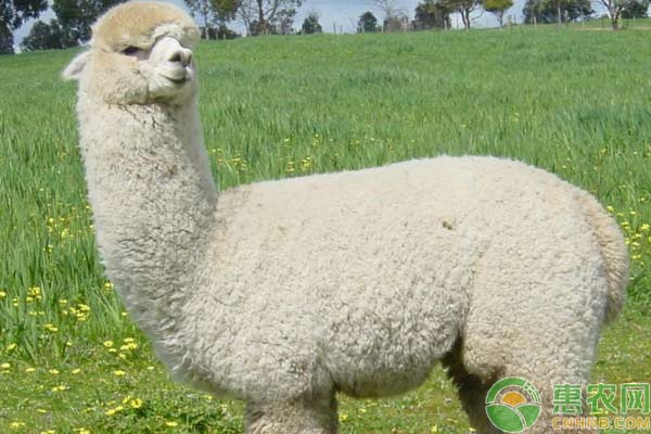 羊驼养殖技巧及注意事项 羊驼养殖技巧及注意事项-图片版权归惠农网所有