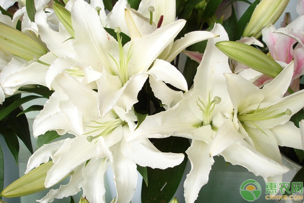 香水百合花的种植和养殖方法-图片版权归惠农网所有