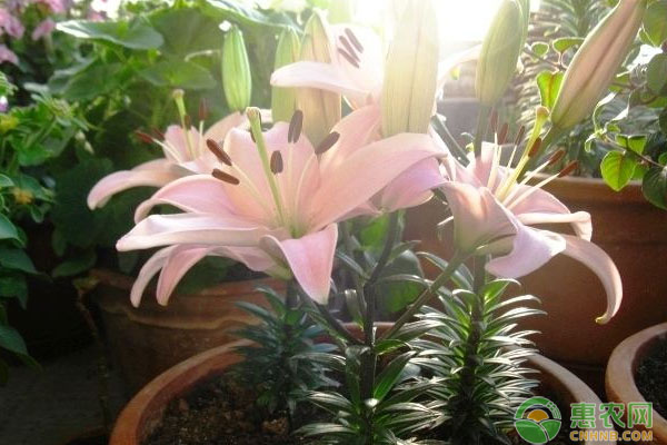 香水百合花语是什么？如何养殖开花多？-图片版权归惠农网所有