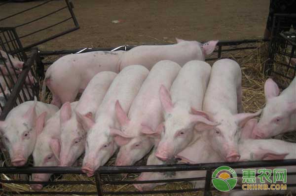 仔猪腹泻常见的治疗误区 仔猪腹泻常见的治疗误区-图片版权归惠农网所有