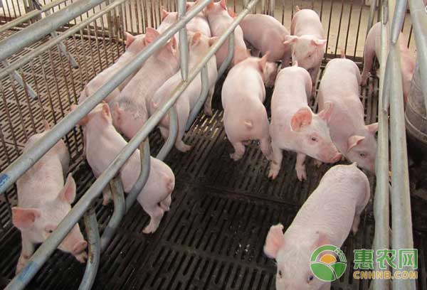 仔猪腹泻常见的治疗误区 仔猪腹泻常见的治疗误区-图片版权归惠农网所有