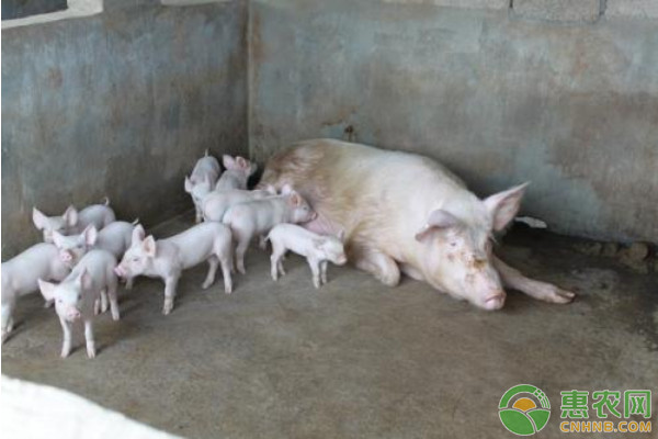 仔猪人工调养四措施-图片版权归惠农网所有
