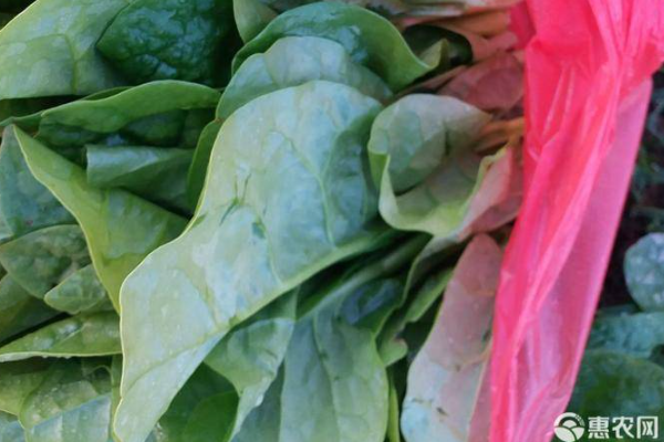 木耳菜的种植时间与方法-图片版权归惠农网所有