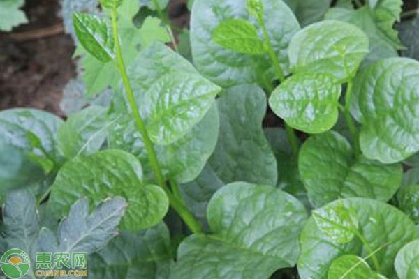 木耳菜的种植时间与方法-图片版权归惠农网所有