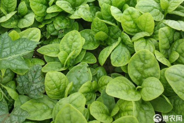 木耳菜采摘的时间和方法-图片版权归惠农网所有