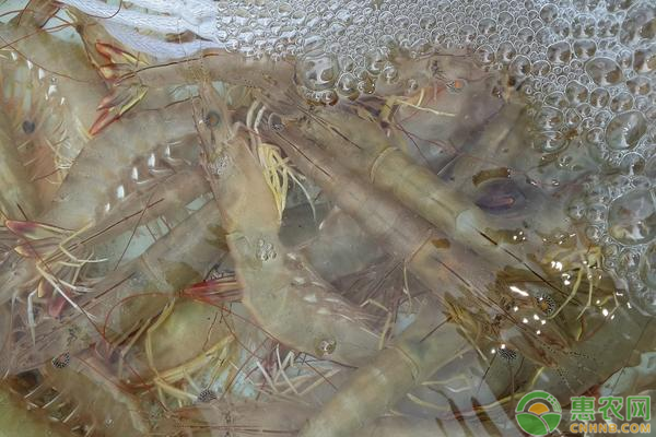 稻田养殖基围虾的技术有哪些？不会的一定要看看！-图片版权归惠农网所有