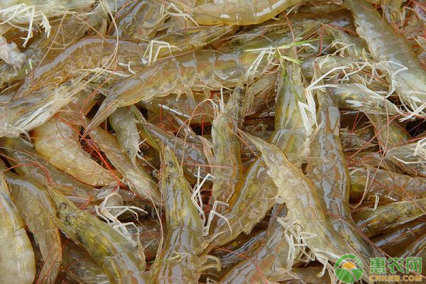 稻田养殖基围虾的技术有哪些？不会的一定要看看！-图片版权归惠农网所有