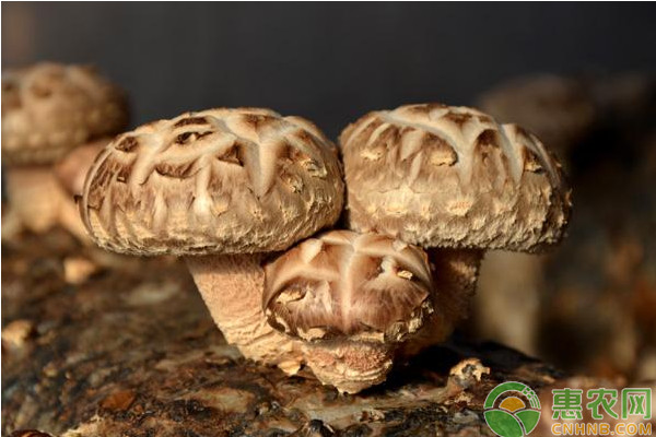 香菇如何接种?香菇开放式接种技术 香菇如何接种?香菇开放式接种技术-图片版权归惠农网所有