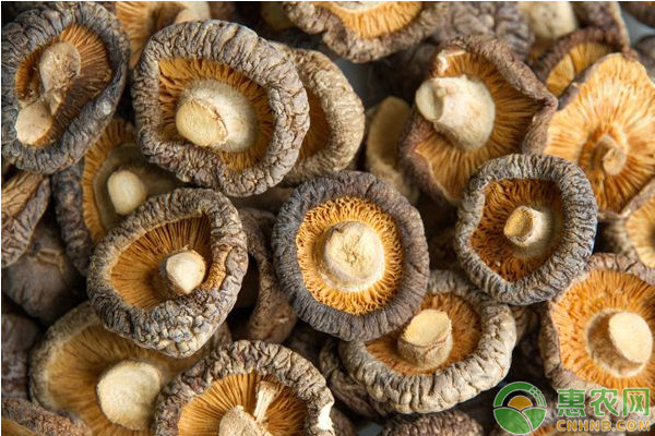 香菇如何接种?香菇开放式接种技术 香菇如何接种?香菇开放式接种技术-图片版权归惠农网所有