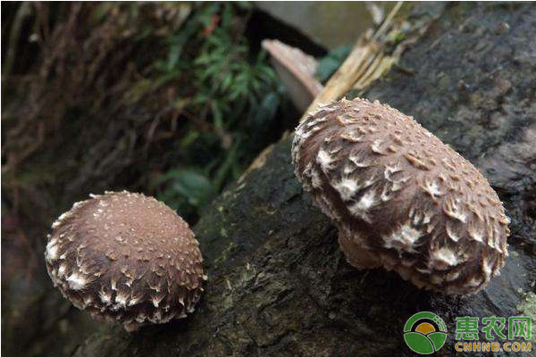 香菇如何接种?香菇开放式接种技术 香菇如何接种?香菇开放式接种技术-图片版权归惠农网所有