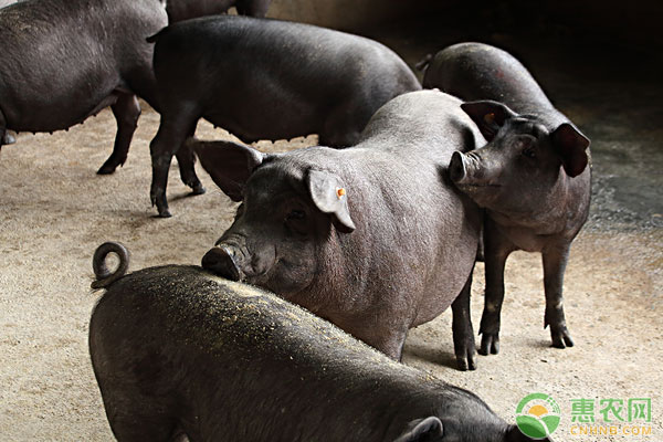 仔猪想要快速出栏,这16个小技巧分享给你! 仔猪想要快速出栏,这16个小技巧分享给你!-图片版权归惠农网所有