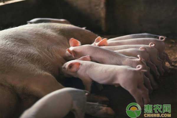 仔猪想要快速出栏,这16个小技巧分享给你! 仔猪想要快速出栏,这16个小技巧分享给你!-图片版权归惠农网所有