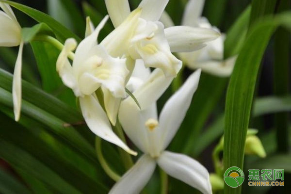 盆栽国兰的养殖方法-图片版权归惠农网所有