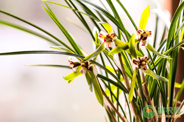 春兰的养殖方法及养护要点-图片版权归惠农网所有