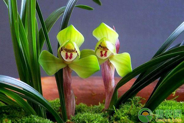春兰的养殖方法及养护要点-图片版权归惠农网所有