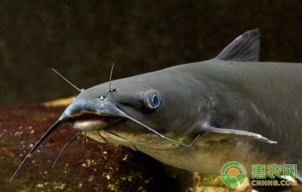 秸秆肥水技术在鲶鱼养殖中的应用-图片版权归惠农网所有