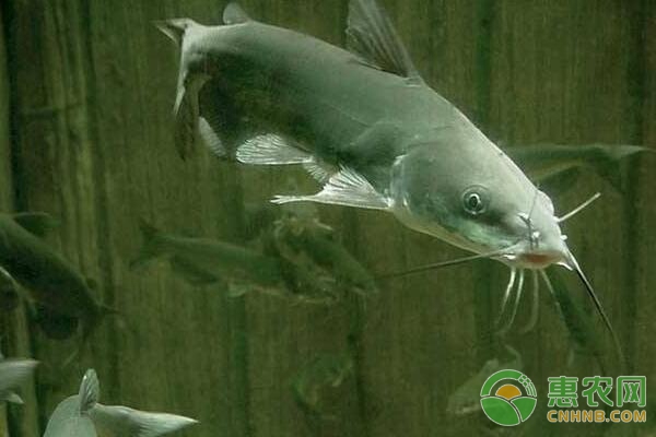 秸秆肥水技术在鲶鱼养殖中的应用-图片版权归惠农网所有